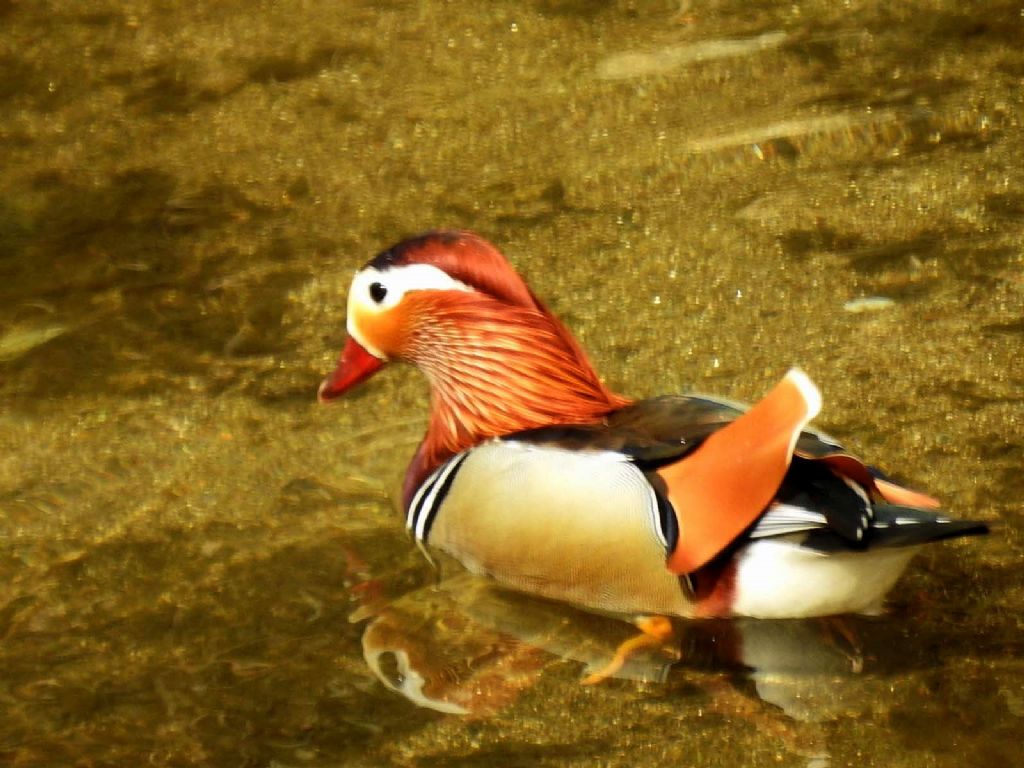 Anatra mandarina (Aix galericulata)